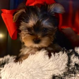 Yorkshire Terrier Puppies from Kathryn's Yorkies