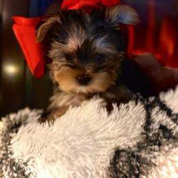 Yorkshire Terrier Puppies from Kathryn's Yorkies
