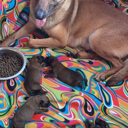 Belgian Malinois Puppies from Pyrex Kennels