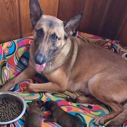 Belgian Malinois Puppies from Pyrex Kennels