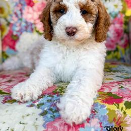 Glory - female Bernedoodle puppy in Clinton, Oklahoma from Golden Paws Fur Babies