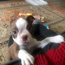 Boston Terrier Puppies from Lola’s House of Bostons & Rescue