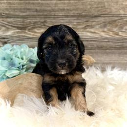 Bernedoodle and Whoodle Puppies from Genesis Family Farm