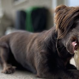 Dachshunds from 007 Dachshunds