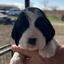 Blue - Black and white female English Springer Spaniel puppy in Godley, Texas from Legacy Springer Spaniels