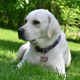 Labrador Retrievers from Terri's Labrador Retrievers