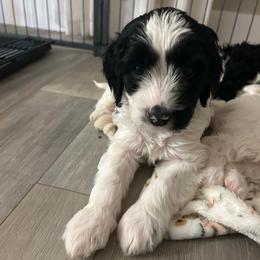 White - Parti female Goldendoodle puppy in Millville, New Jersey from Michelle's Doodles