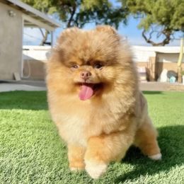 Mono - Pomeranian