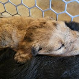 Aussiedoodle Puppies from Ocala Doodle Ranch