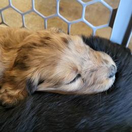 Aussiedoodle Puppies from Ocala Doodle Ranch