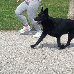 German Shepherd All Grown Up from Marbany Kennels