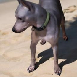 Freddie - American Hairless Terrier
