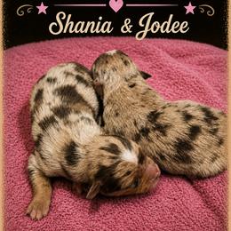Jodee- Red Merle - Red merle female Australian Shepherd puppy in Hugo, Colorado from Frying Pan Ranch Australian Shepherds