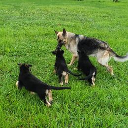 German Shepherds from Dee Sims German Shepherds