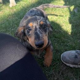 Bruno - Dachshund