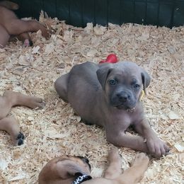 Cane Corso Puppies from Red Wood Cane Corso