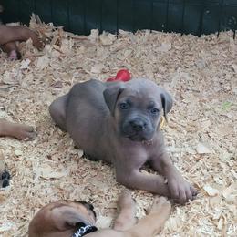 Cane Corso Puppies from Red Wood Cane Corso
