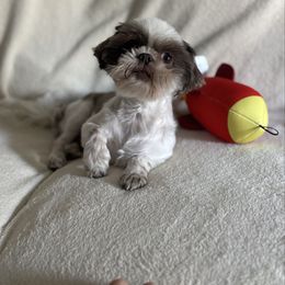 AKC   Caesar - Shih Tzu