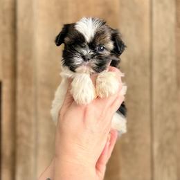 Boy 2 - Sable and white male Shih Tzu puppy in Seguin, Texas from Dolled Up Shih Tzus