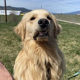 Griz - Golden Retriever