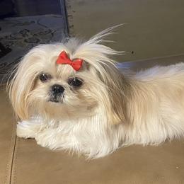 Shih Tzu All Grown Up from Brinklee's Babies