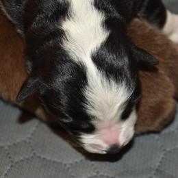 Girl 2 - female Australian Shepherd puppy in Bloomfield, New York from Wayward Trails Kennel