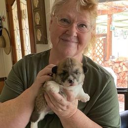 Pembroke Welsh Corgi Puppies from 24k Corgis