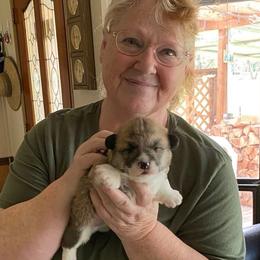 Pembroke Welsh Corgi Puppies from 24k Corgis