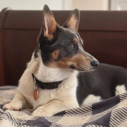 Skye - Blue female Pembroke Welsh Corgi puppy in Purcellville, Virginia from Rhone River Farm Pembroke Welsh Corgis