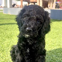 Kodiak - Black male Goldendoodle puppy in Pahrump, Nevada from Cold Creek Doodles