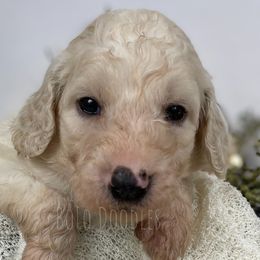 Little Boy Orange - Parti Assorted Doodle Crosses puppy in Clinton, Montana from BoLo Doodles