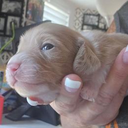 Cream piebald - Cream male Dachshund puppy in Port Charlotte, Florida from Vicki's Dachshund Crossing