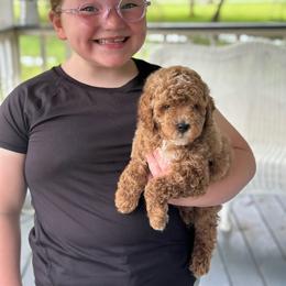 Clover - Red  male Poodle puppy in Dayton, Texas from Wolfe Island Poodles