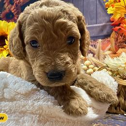 Boy 3 - male Goldendoodle puppy in Lake Panasoffkee, Florida from Donnas Deluxe Doodles LLC