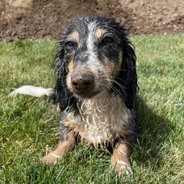 Dachshunds from Majors Dachshunds