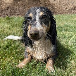Dachshunds from Majors Dachshunds