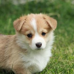 Girl 2 - Red female Pembroke Welsh Corgi puppy in Williams, California from Bear Creek Corgis