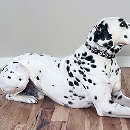 Dalmatians from Oh My Darling Dalmatians