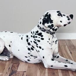 Dalmatians from Oh My Darling Dalmatians