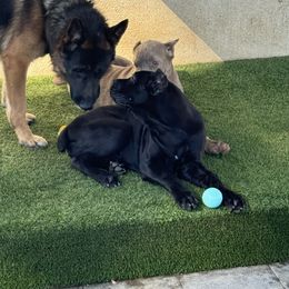Cane Corso and Poodle Puppies from Viceroy Corsos