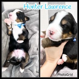 Bernese Mountain Dog Puppies from Red Bridge Berners