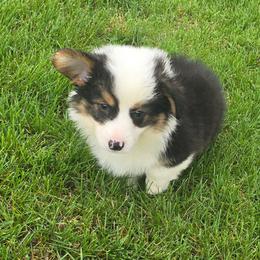Tommy - Black and tan male American Corgi puppy in Walker, Iowa from Double K Corgis