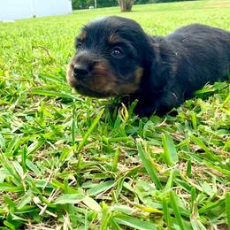 Bud - Black and tan male Dachshund puppy in Mabank, Texas from Lovin’ Li’s Furry Sausages