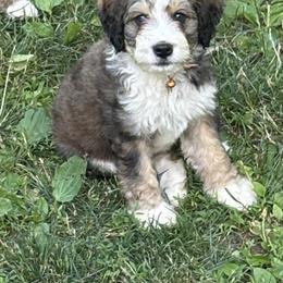 Bernedoodle Puppies from Mid-West Bernedoodles