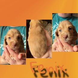 Fenix - Dapple male Dachshund puppy in Brazil, Indiana from King Duke Dachshunds