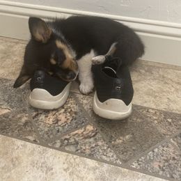 Pembroke Welsh Corgi Puppies from Serenity Ann Pups