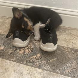 Pembroke Welsh Corgi Puppies from Serenity Ann Pups