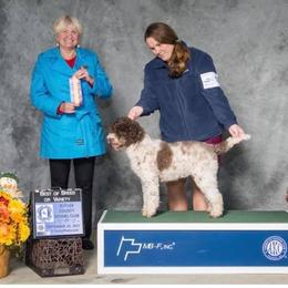 Lagotto Romagnolo All Grown Up from Ohio Primo Lagotto Romagnolo