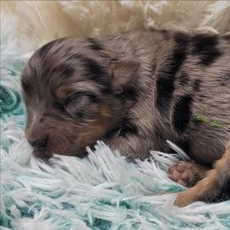 Cy - male Miniature Australian Shepherd puppy in Deer Park, Washington from Rodeo Aussies