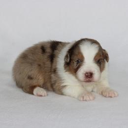 Boy 3 - male Australian Shepherd puppy in Circleville, Utah from Canyon Creek Aussies